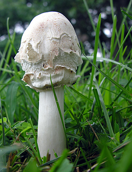 Young mushroom specimen