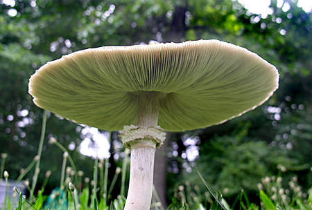 Mushroom cap that has flattened out