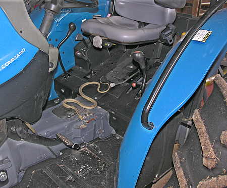 A snake in the tractor cab