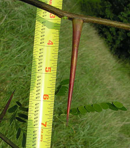 Trecherous locust thorn