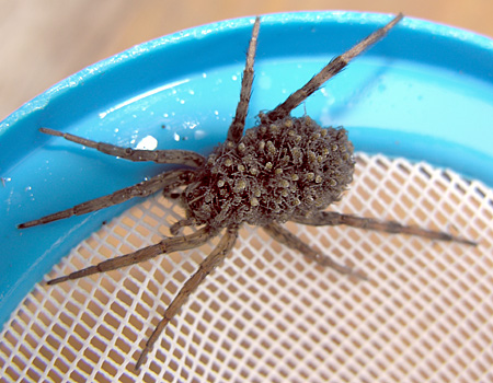 Wolf spider carrying babies