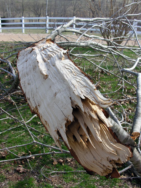 Ice Storm Damage (1)