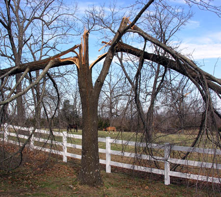 Ice Storm Damage (2)