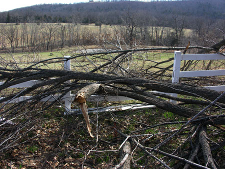 Ice Storm Damage (3)