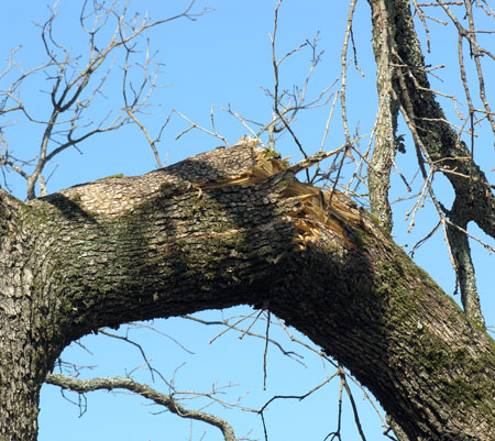 Ice Storm Damage (5)